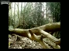 Ass shaking and spreading in the woods